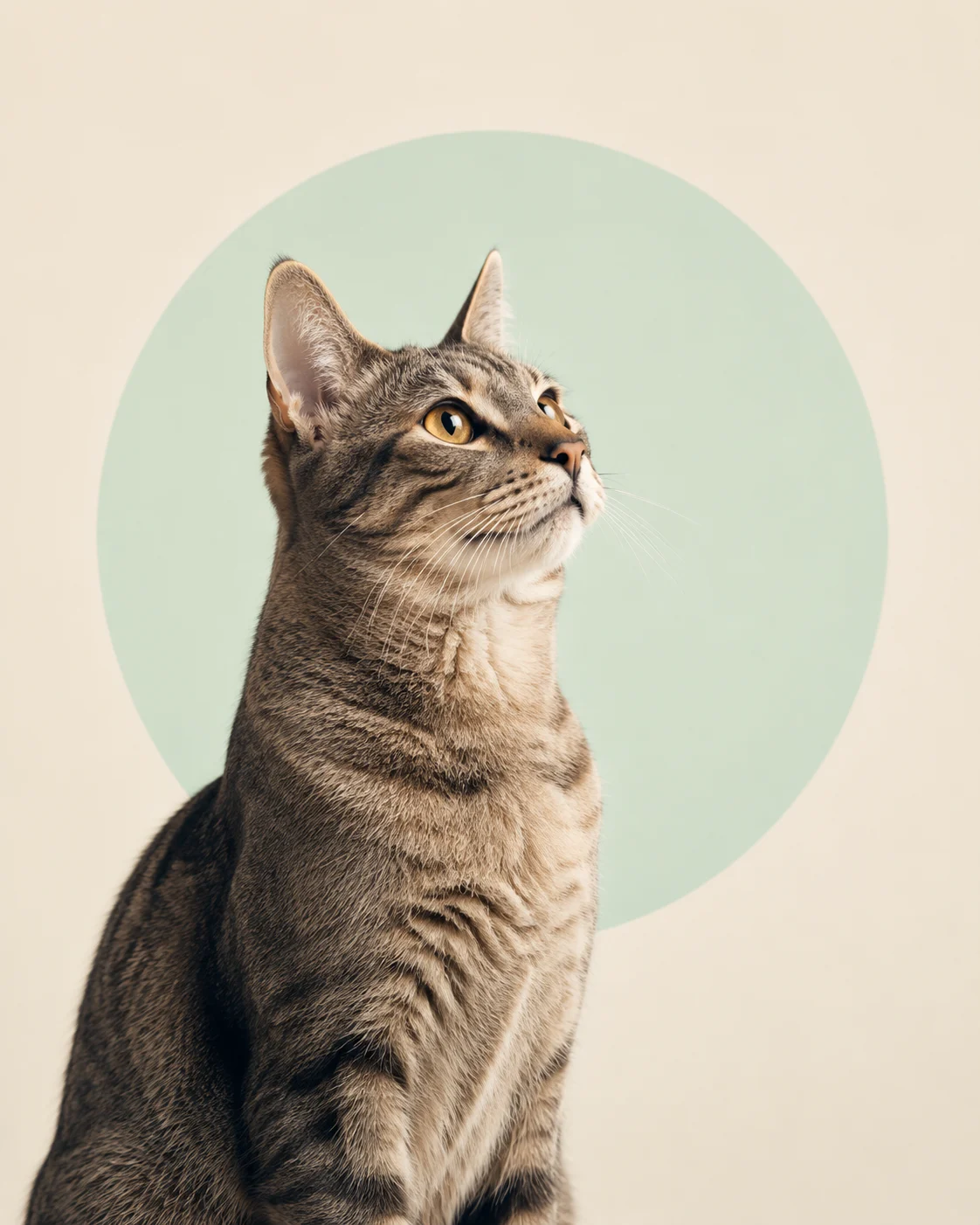Alert tabby cat looking upward in three-quarter profile